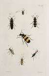 Archives de l’histoire des insectes Pl.43