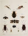 Archives de l’histoire des insectes Pl.44