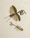 Archives de l’histoire des insectes Pl.45