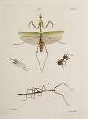 Archives de l’histoire des insectes Pl.46