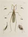 Archives de l’histoire des insectes Pl.47