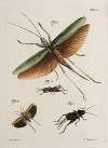 Archives de l’histoire des insectes Pl.48