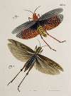 Archives de l’histoire des insectes Pl.49