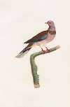 Les pigeons Pl.57