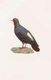 Les pigeons Pl.82