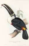 A monograph of the Ramphastidae, or family of toucans Pl.02