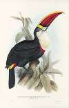 A monograph of the Ramphastidae, or family of toucans Pl.03