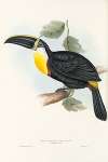 A monograph of the Ramphastidae, or family of toucans Pl.05