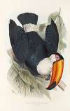 A monograph of the Ramphastidae, or family of toucans Pl.06