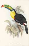 A monograph of the Ramphastidae, or family of toucans Pl.07