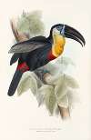 A monograph of the Ramphastidae, or family of toucans Pl.09