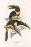 A monograph of the Ramphastidae, or family of toucans Pl.13