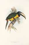A monograph of the Ramphastidae, or family of toucans Pl.14