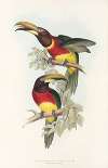 A monograph of the Ramphastidae, or family of toucans Pl.16