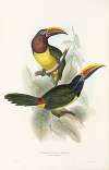 A monograph of the Ramphastidae, or family of toucans Pl.18