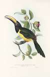 A monograph of the Ramphastidae, or family of toucans Pl.19