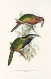 A monograph of the Ramphastidae, or family of toucans Pl.21