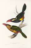 A monograph of the Ramphastidae, or family of toucans Pl.22