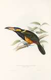A monograph of the Ramphastidae, or family of toucans Pl.23
