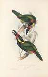 A monograph of the Ramphastidae, or family of toucans Pl.24