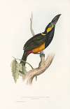 A monograph of the Ramphastidae, or family of toucans Pl.25