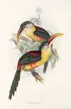 A monograph of the Ramphastidae, or family of toucans Pl.26