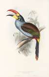 A monograph of the Ramphastidae, or family of toucans Pl.27