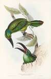 A monograph of the Ramphastidae, or family of toucans Pl.32