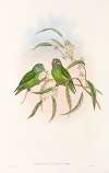 The Birds of New Guinea and the adjacent Papuan islands Pl.07