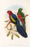 The Birds of New Guinea and the adjacent Papuan islands Pl.09