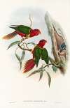 The Birds of New Guinea and the adjacent Papuan islands Pl.11