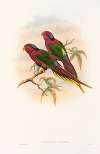 The Birds of New Guinea and the adjacent Papuan islands Pl.12