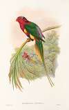 The Birds of New Guinea and the adjacent Papuan islands Pl.14