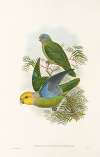 The Birds of New Guinea and the adjacent Papuan islands Pl.28