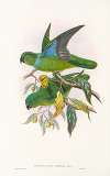 The Birds of New Guinea and the adjacent Papuan islands Pl.29