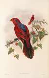 The Birds of New Guinea and the adjacent Papuan islands Pl.35