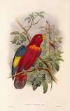 The Birds of New Guinea and the adjacent Papuan islands Pl.37