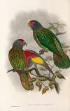The Birds of New Guinea and the adjacent Papuan islands Pl.38