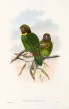 The Birds of New Guinea and the adjacent Papuan islands Pl.39