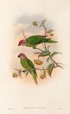 The Birds of New Guinea and the adjacent Papuan islands Pl.41