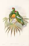 The Birds of New Guinea and the adjacent Papuan islands Pl.50