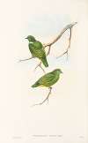 The Birds of New Guinea and the adjacent Papuan islands Pl.51