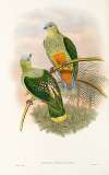 The Birds of New Guinea and the adjacent Papuan islands Pl.53