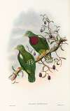The Birds of New Guinea and the adjacent Papuan islands Pl.54