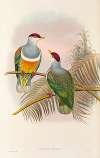 The Birds of New Guinea and the adjacent Papuan islands Pl.55