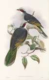 The Birds of New Guinea and the adjacent Papuan islands Pl.56