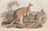 A monograph of the Macropodidae, or family of kangaroos Pl.02