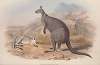 A monograph of the Macropodidae, or family of kangaroos Pl.05