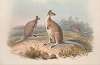 A monograph of the Macropodidae, or family of kangaroos Pl.17