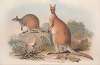 A monograph of the Macropodidae, or family of kangaroos Pl.22